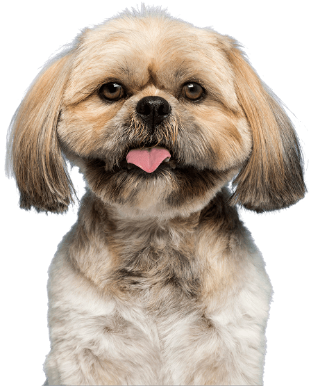 dog-got-hairstyle