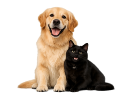 groomed-dog-black-cat